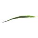 Aloe list, zelený, 60cm
