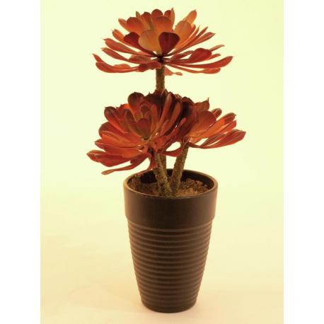 Aeoniium rostlina, tmavě-červená, 28 cm