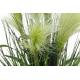 Péřová tráva, 60 cm