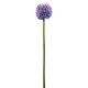 Allium, lavandulová, 55cm