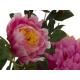 Růžová pivoňka, 90 cm