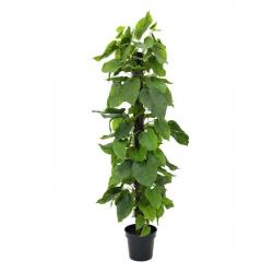 Pothos strom, 180 cm