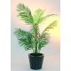 Areca palma, 110 cm
