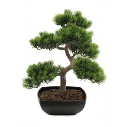 Bonsai borovice, 50 cm