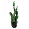Kaktus mix v květináči, 54cm
